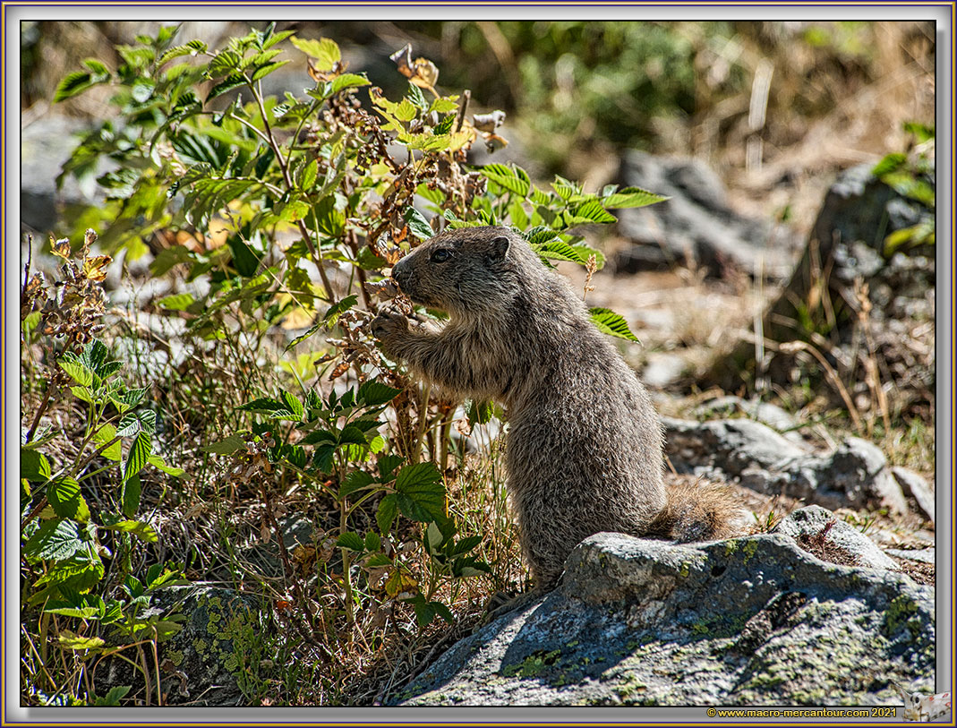 MARMOTTES